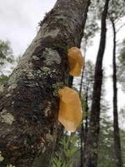 Aleurodiscus vitellinus