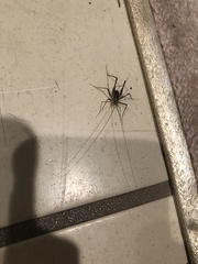 Euhadenoecus puteanus