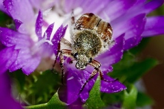 Trichiotinus affinis