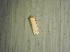 Holcocera immaculella