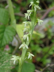 Platanthera ephemerantha
