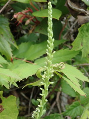Platanthera ephemerantha
