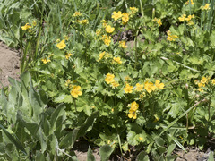 Potentilla flabellifolia