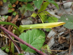 Platanthera ephemerantha