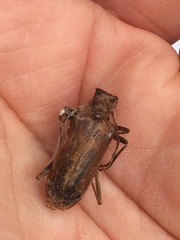 Centrodera