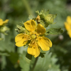Potentilla flabellifolia