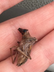 Centrodera