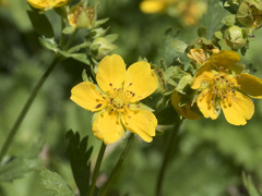 Potentilla flabellifolia