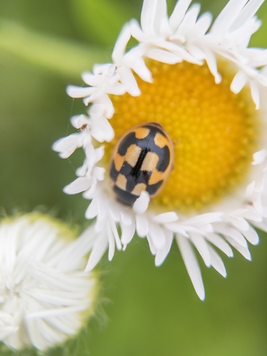 Turtle Vein Lady Beetle