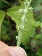 Platanthera ephemerantha