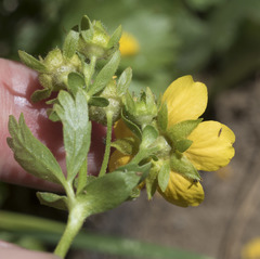 Potentilla flabellifolia