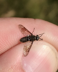 Chrysops fuliginosus