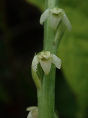 Platanthera ephemerantha