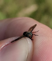 Chrysops fuliginosus