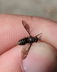 Chrysops fuliginosus