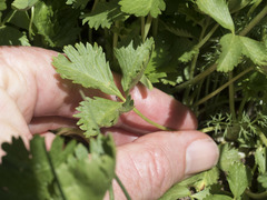 Potentilla flabellifolia