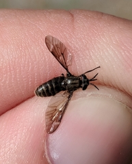 Chrysops fuliginosus