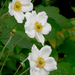 Anemone hybrida - Photo (c) James Gaither,  זכויות יוצרים חלקיות (CC BY-NC-ND)