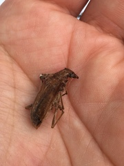 Centrodera