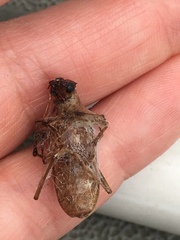 Centrodera