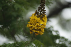 Peltophorum pterocarpum