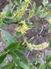 Salix pseudomyrsinites