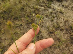 Juncus scirpoides