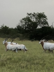 Oryx dammah