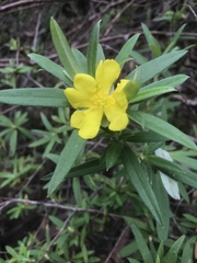 Hibbertia saligna