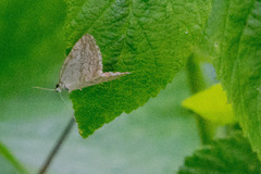 Protodeltote albidula