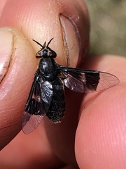 Chrysops carbonarius