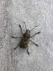 Phloeobius