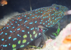 Cochleoceps bicolor