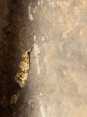 Aethes argentilimitana