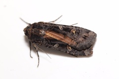 Actebia fennica