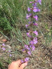 Penstemon osterhoutii