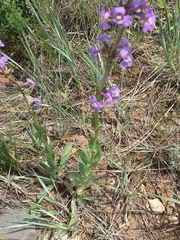 Penstemon osterhoutii