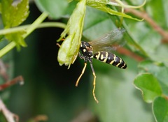 Polistes dominula