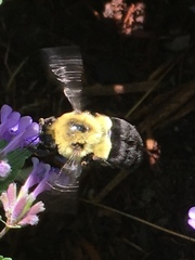Bombus impatiens