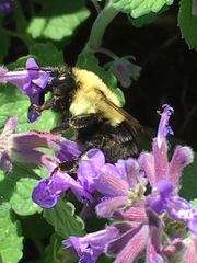 Bombus impatiens