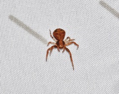 Xysticus