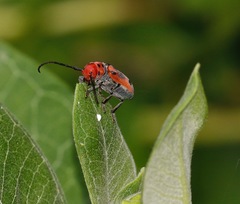Tetraopes tetrophthalmus