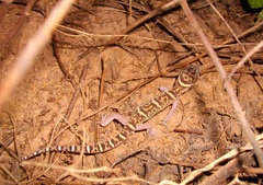 Coleonyx mitratus
