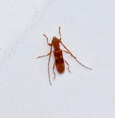 Heterachthes quadrimaculatus
