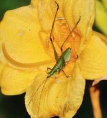 Scudderia