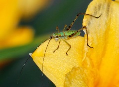 Scudderia