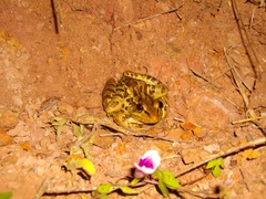 Lithobates forreri