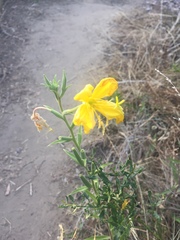 Oenothera elata hirsutissima