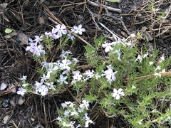 Phlox hoodii