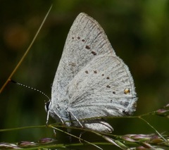 Satyrium sylvinus dryope
